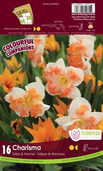 Companion Charisma Bulb - Tulip and Daffodil