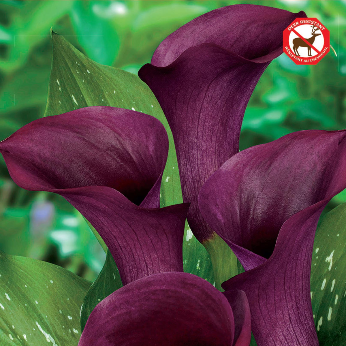 dark purple peace lily Calla Lily