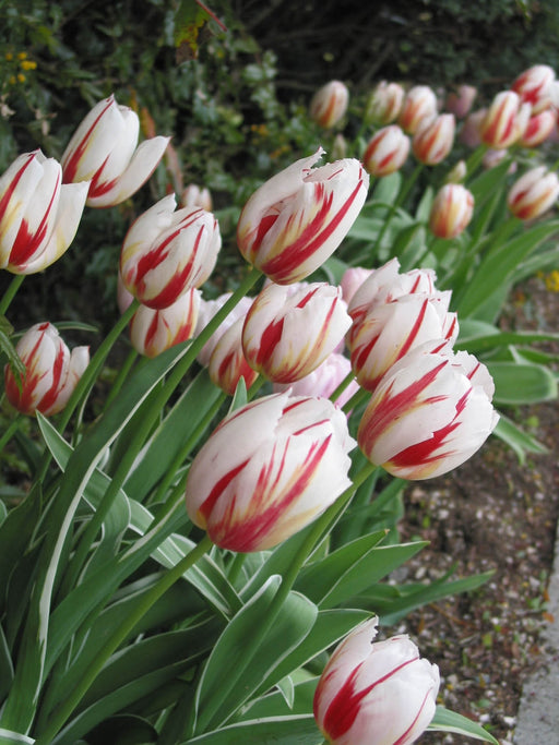 Tulip Canadian Celebration