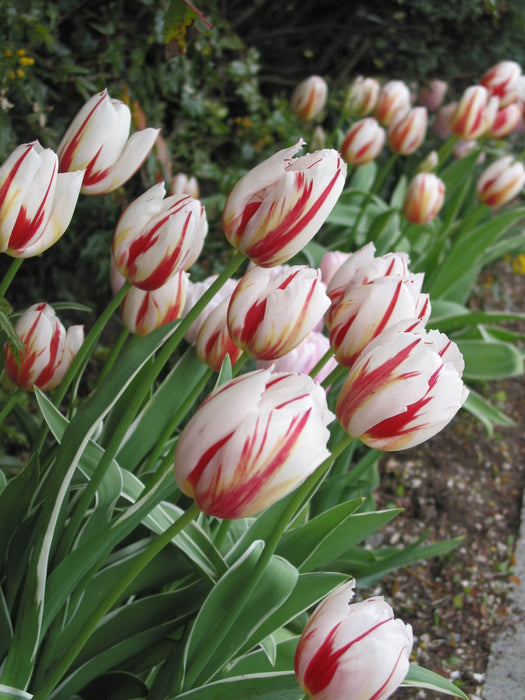 Tulip Canadian Celebration