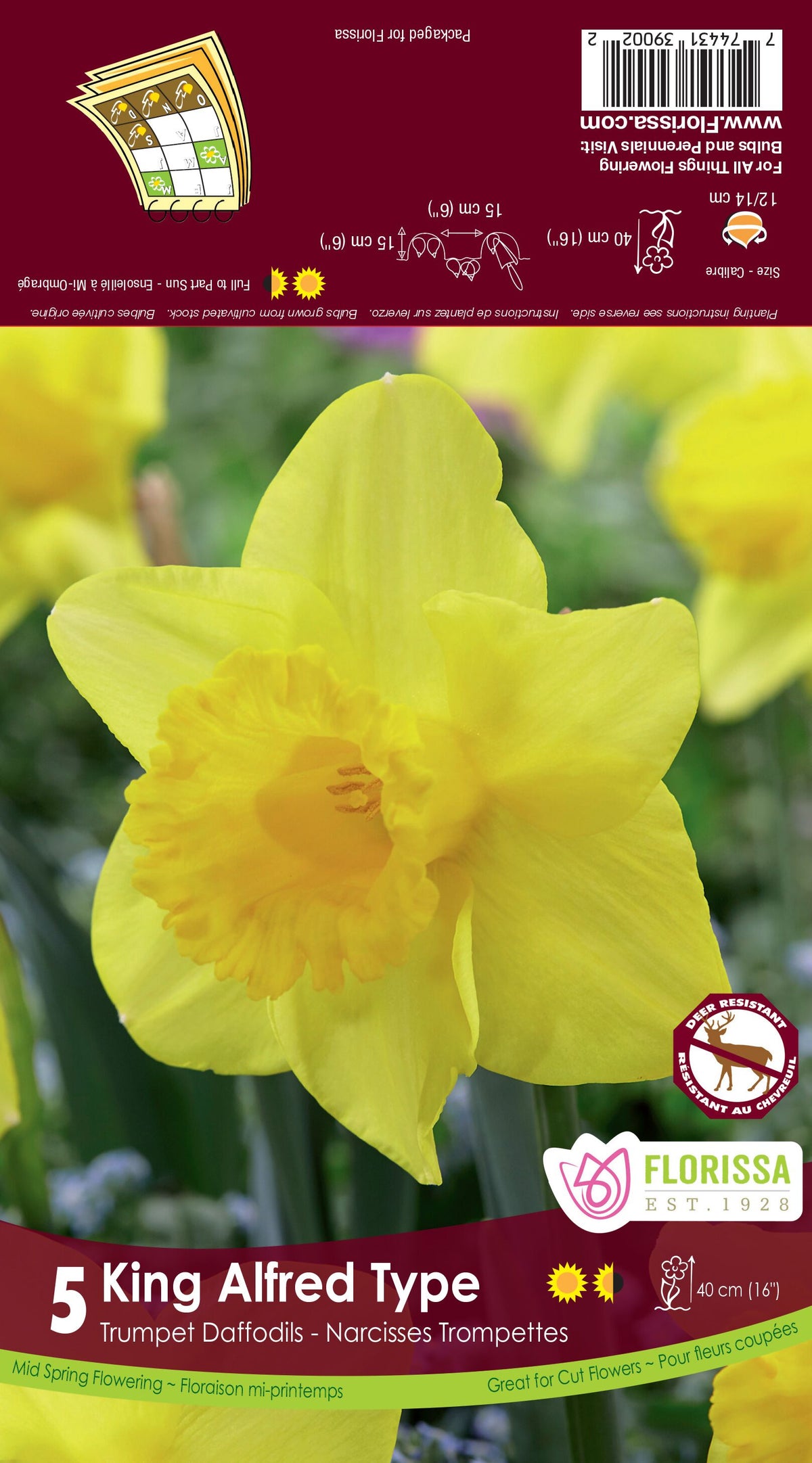 Narcissi King Alfred — Dutch Growers Regina