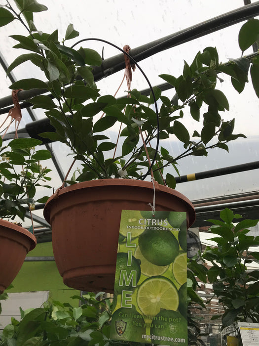 Lime Citrus Plant