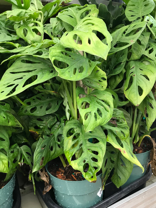 monstera deliciosa dünger Monstera Deliciosa — Dutch Growers Regina