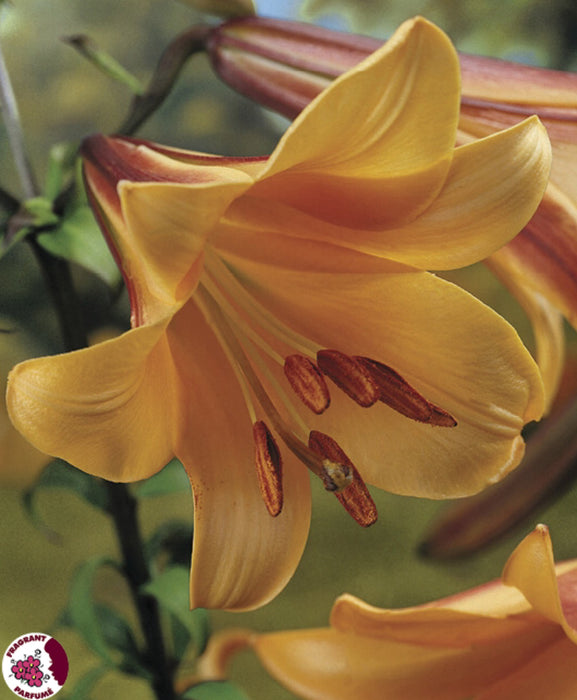 Lily - Trumpet - Golden Splendour