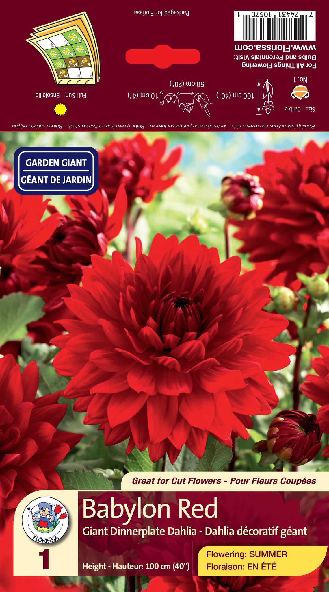 Dahlia - Dinnerplate - Babylon Red — Dutch Growers Regina