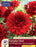 Dahlia - Dinnerplate - Babylon Red