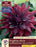 Dahlia - Dinnerplate - Brigitta Alida