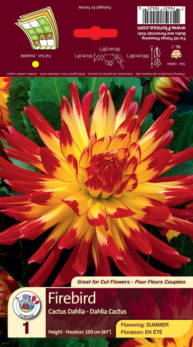 Dahlia - Cactus - Firebird