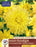 Dahlia - Dinnerplate - Kelvin Floodlight