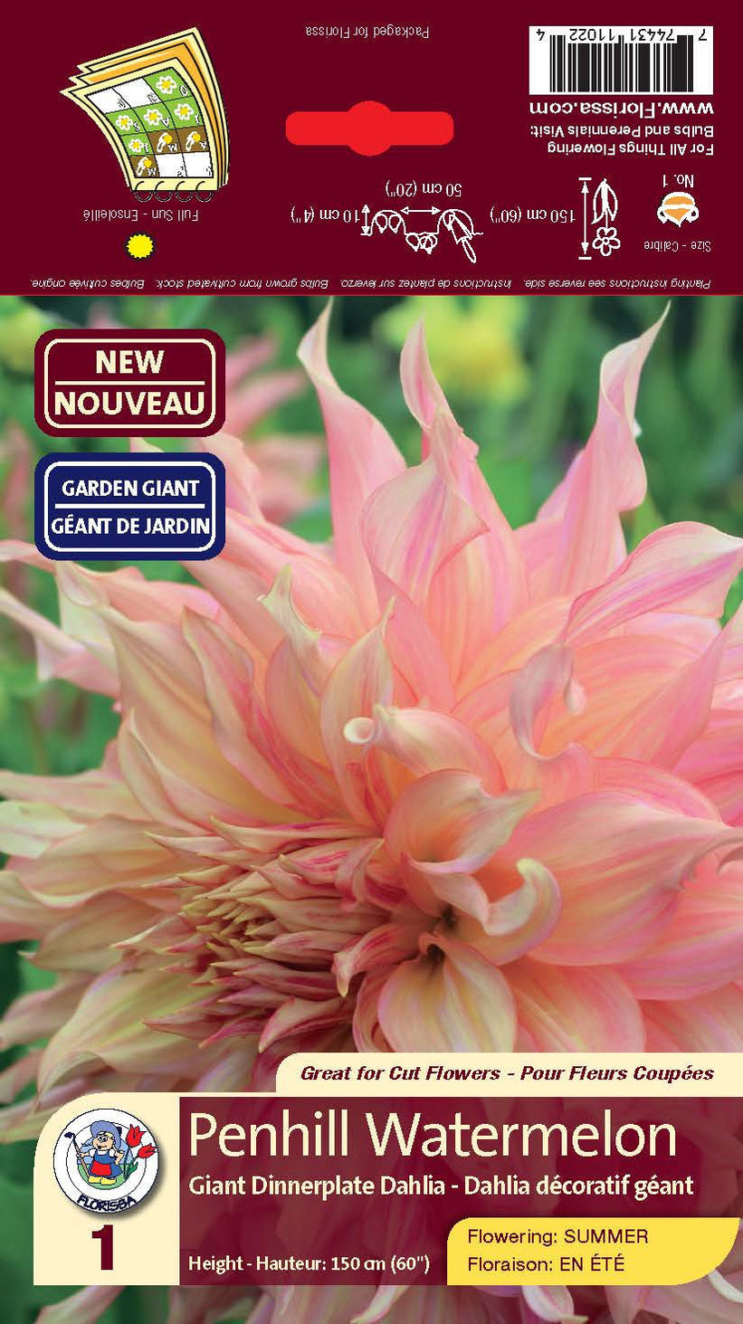 Dahlia Dinnerplate Penhill Watermelon — Dutch Growers Regina