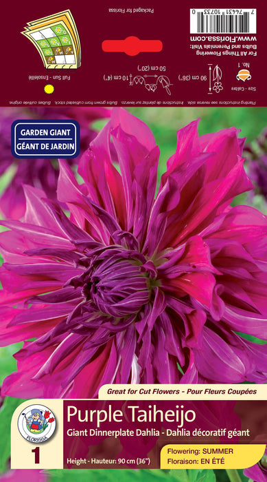 Dahlia - Dinnerplate - Purple Taiheijo