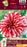 Dahlia - Santa Claus