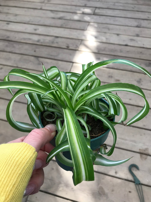 Spider Plant 4"