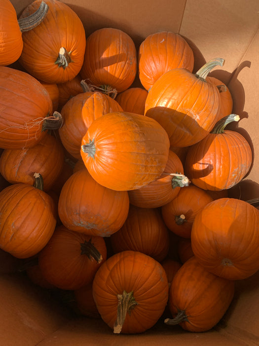 Pumpkin Jack-O-Lantern