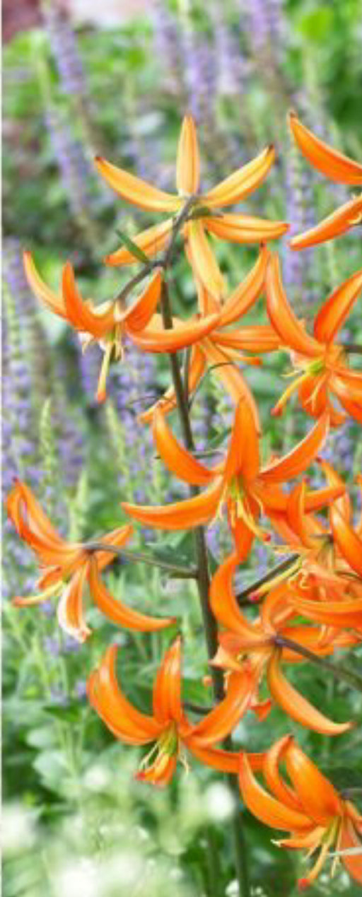 Lily - Novelty - Orange Marmalade