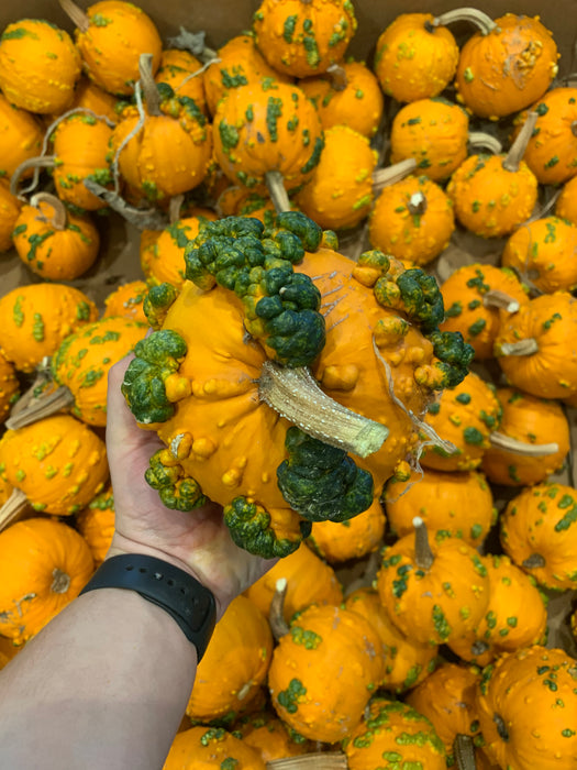 Pumpkin Warty Novelty