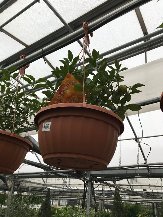 Orange Citrus Plant