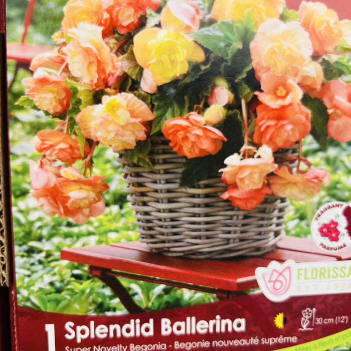 Begonia Splendid Ballerina