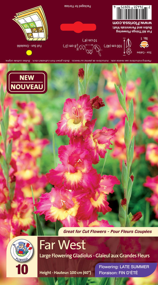 Gladiolus Far West