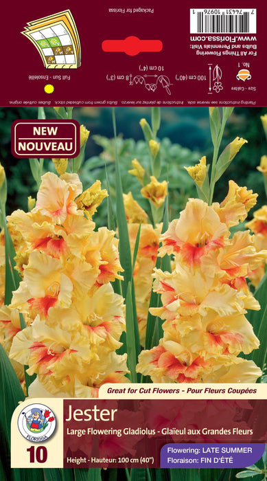 Gladiolus Dutch Jester