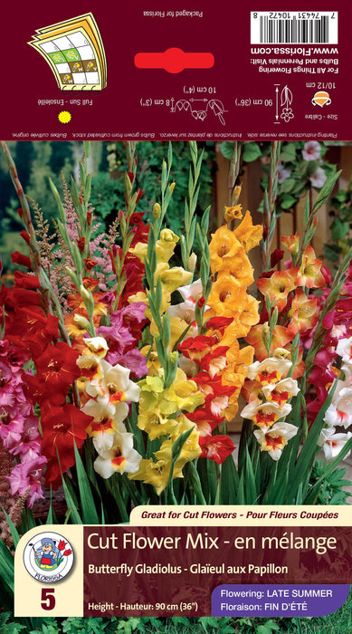Gladiolus - Butterfly Mix