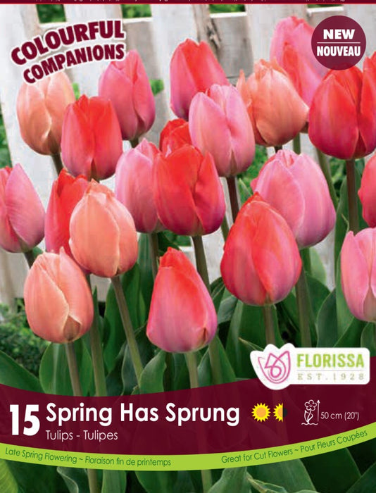 Tulip Spring Has Sprung