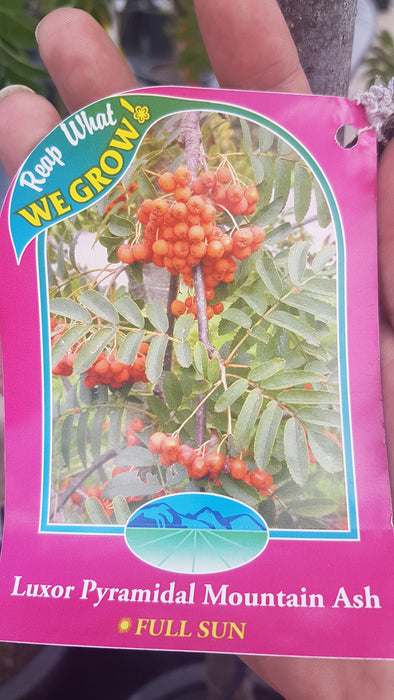 Mountain Ash Trees - Sorbus