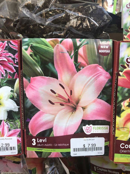 levi asiatic lily Lily Levi Asiatic — Dutch Growers Regina
