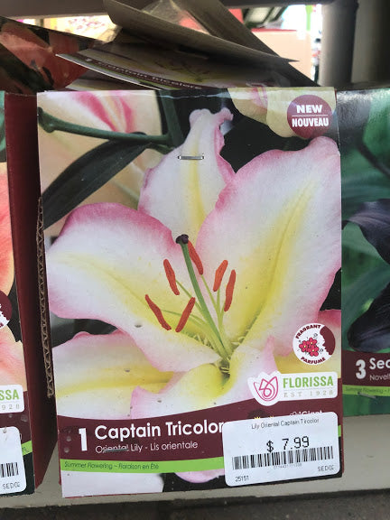 Lily Captain TriColour Oriental Lily