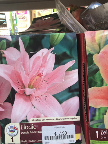 asiatic lily elodie Lily - Double Asiatic