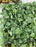 Prayer Plant Maranta Green