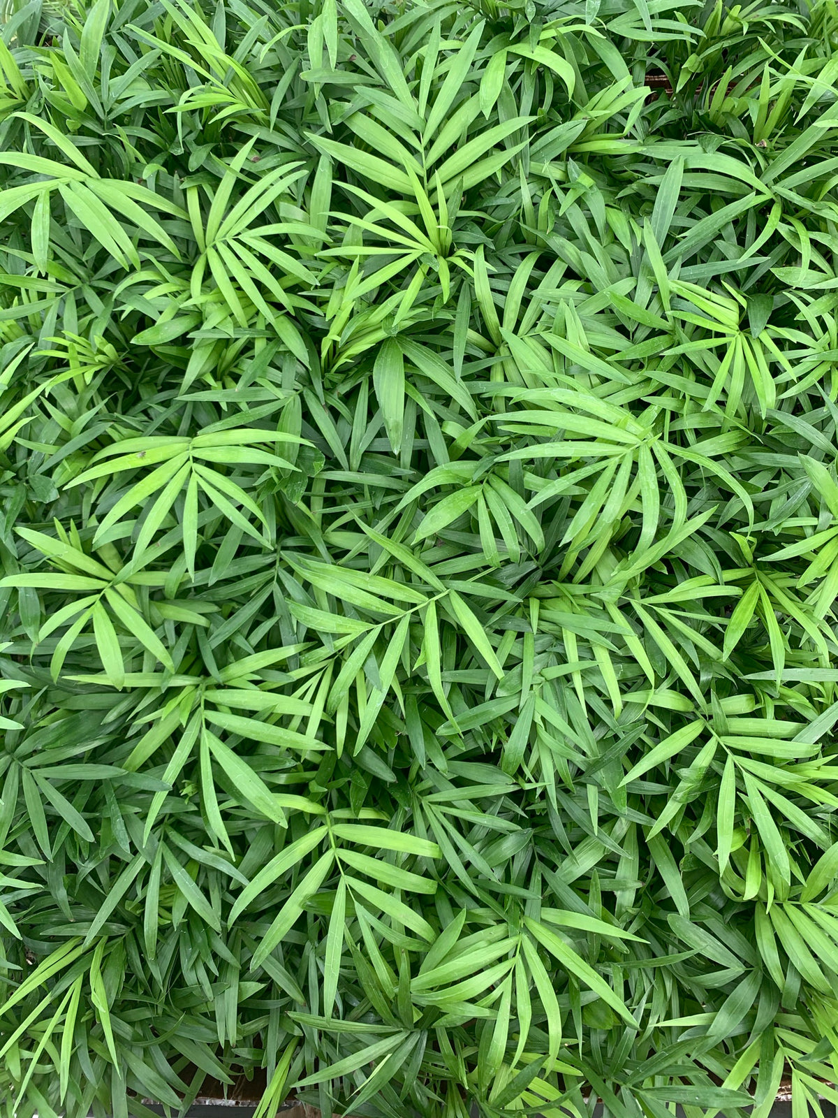 areca palm radon Areca Palm — Dutch Growers Regina