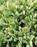 Succulents Plants - Jades #22798