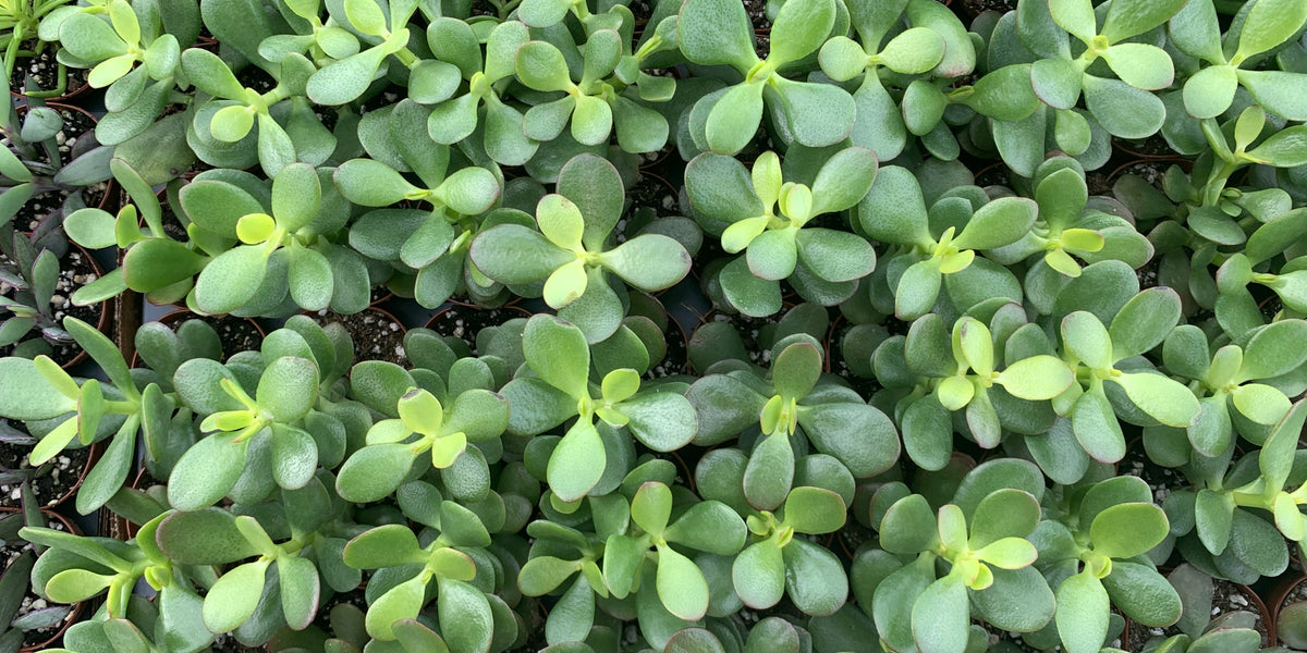 overlord jade plant Jade Plant — Dutch Growers Regina