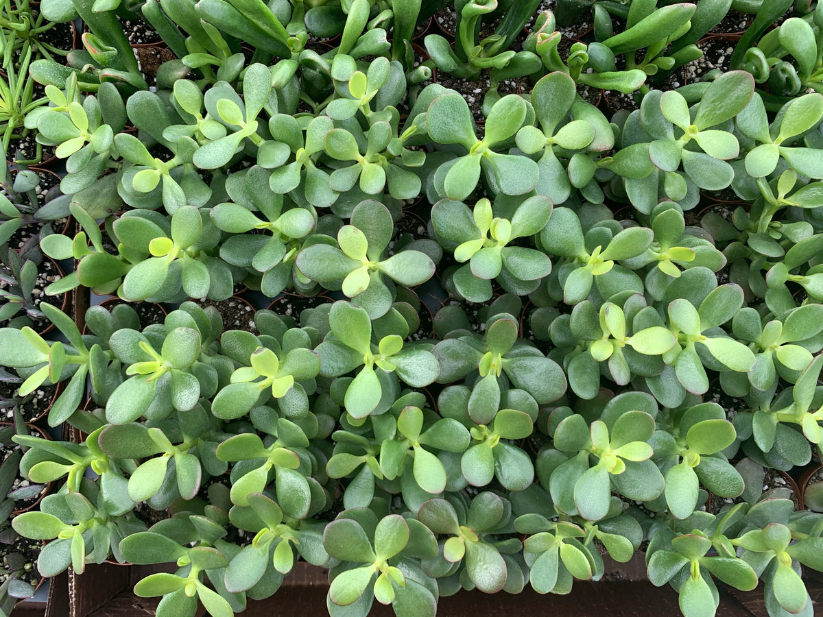 jade plant ground cover Jade Plant — Dutch Growers Regina