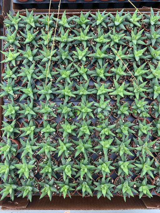 Haworthia Pearls plant