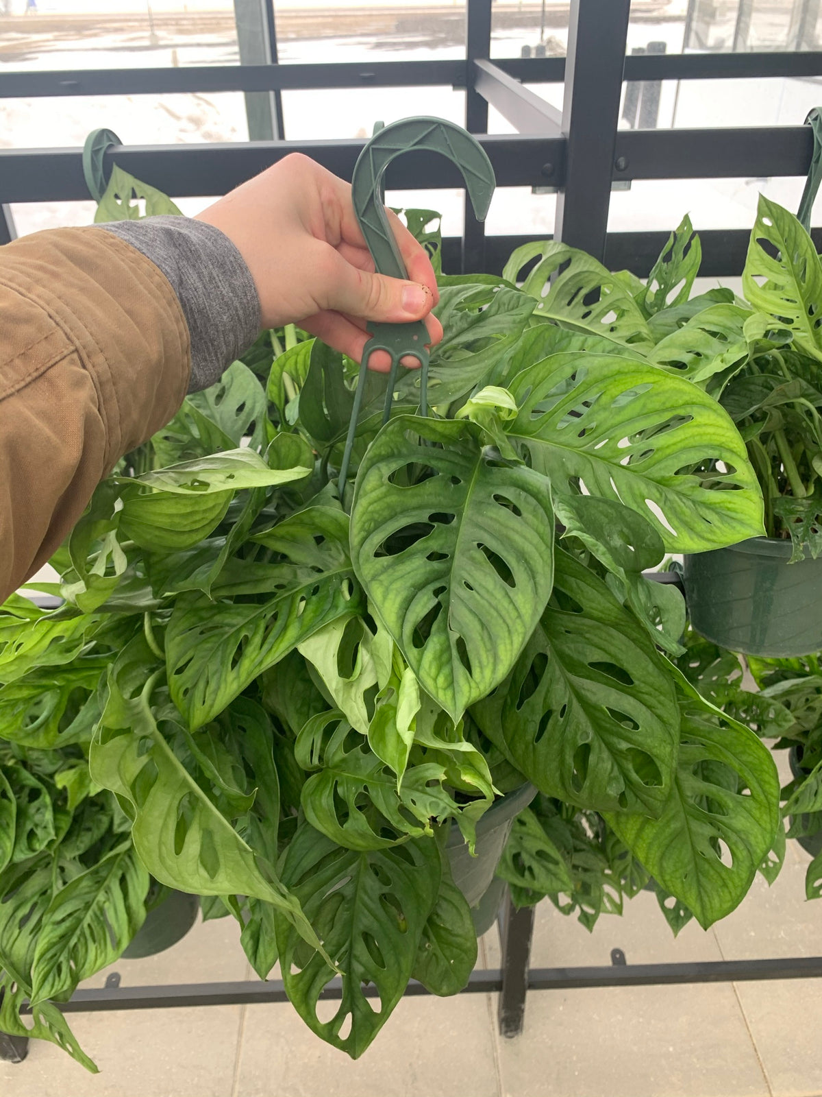planterina monstera adansonii Monstera Adansonii — Dutch Growers Regina