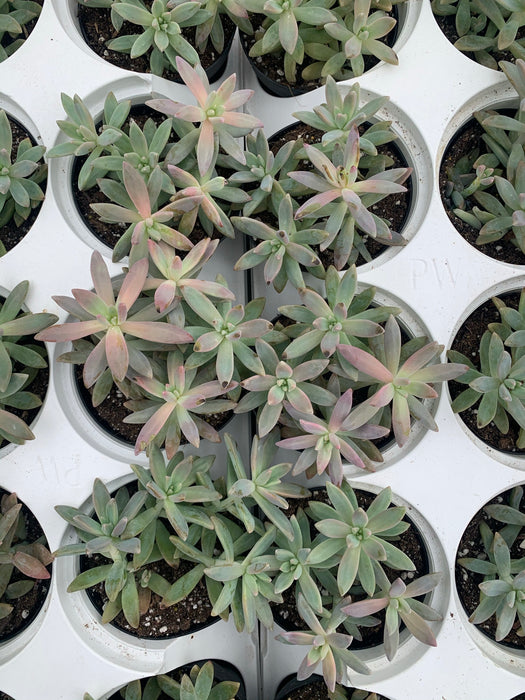francesco baldi succulent Graptosedum Francesco Baldi — Dutch Growers Regina