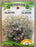Herb - Seed Packet - Cilantro Coriander