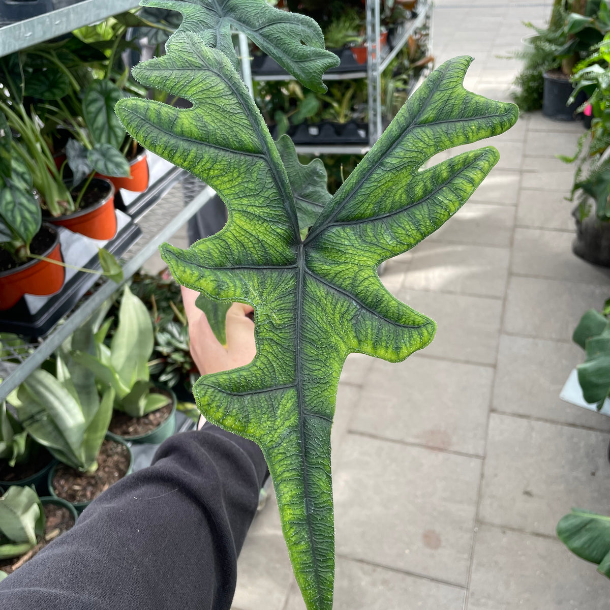 Alocasia Jacklyn — Dutch Growers Regina