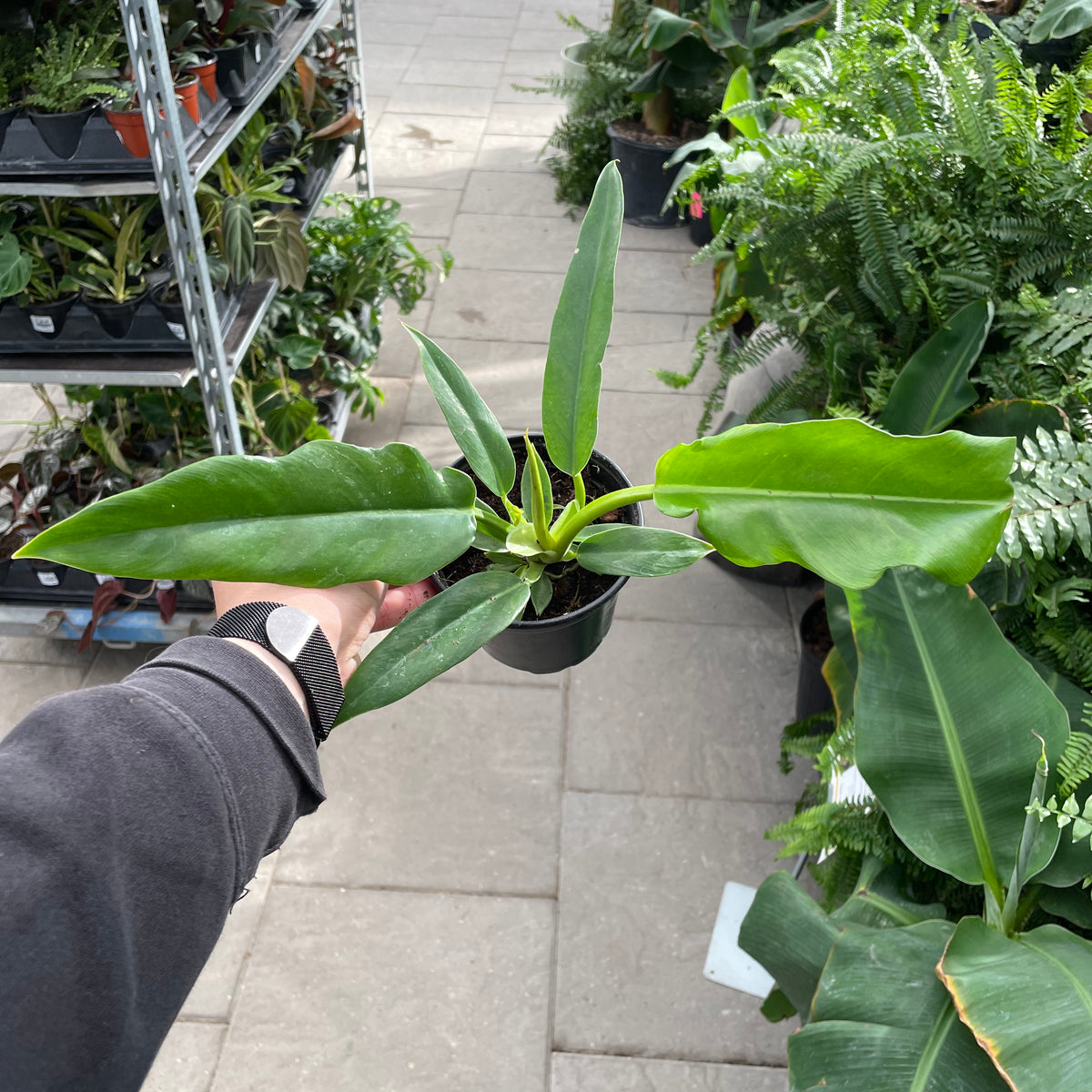 philodendron narrow leaf Philodendron Narrow Escape — Dutch Growers Regina