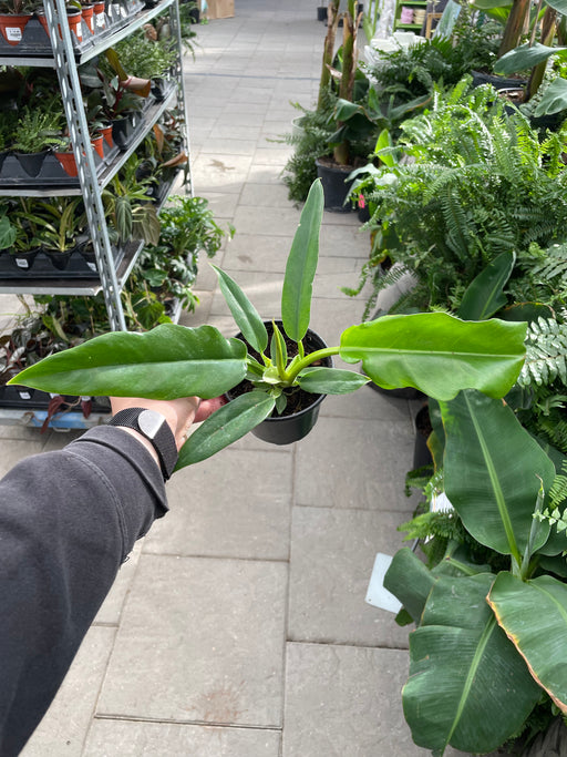 Philodendron Narrow Escape