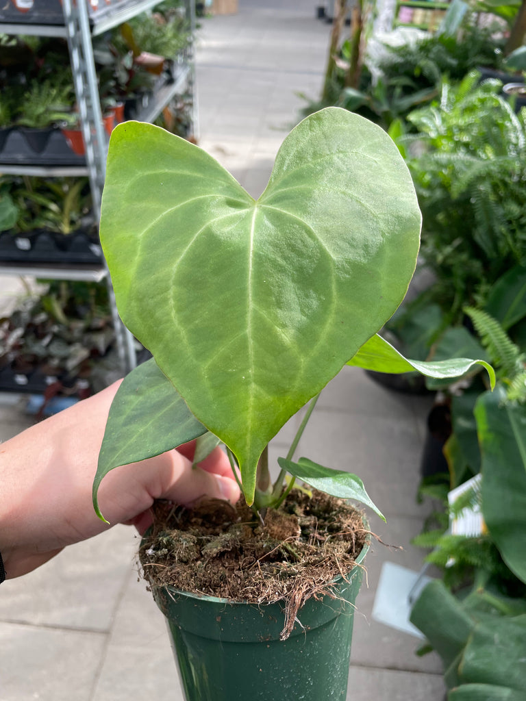 Anthurium Clarinervium — Dutch Growers Regina