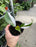 Philodendron White princess