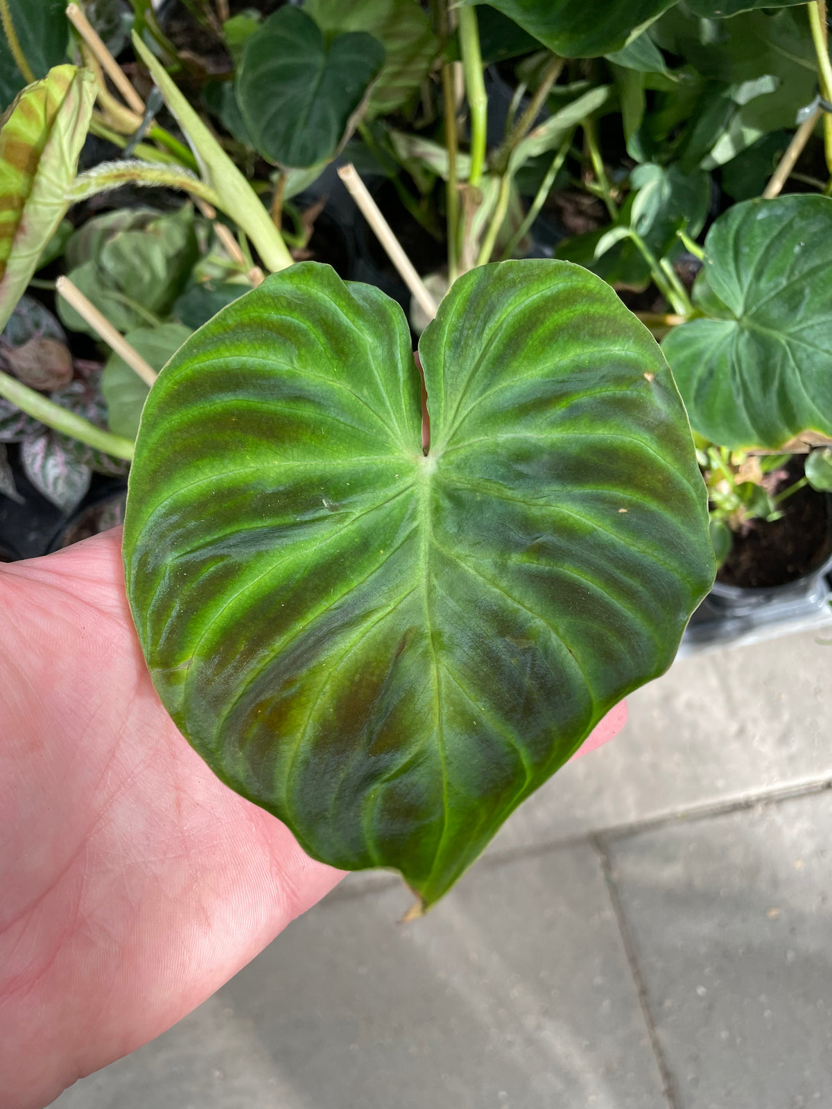 Philodendron Verrucosum  Dutch Growers Regina