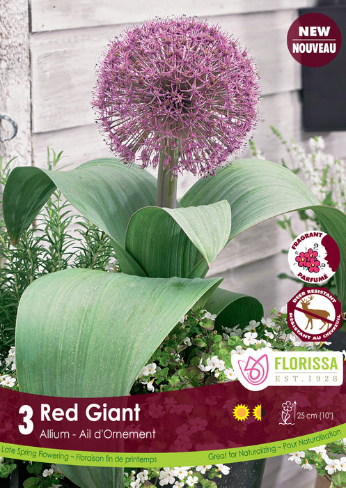 Allium Red Giant - 3 Pack