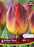 Tulip - Amber Glow - 6 Pack