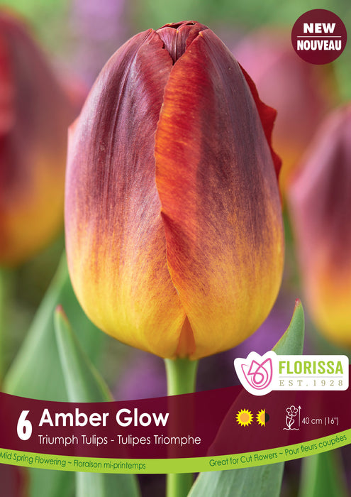 Tulip - Amber Glow - 6 Pack