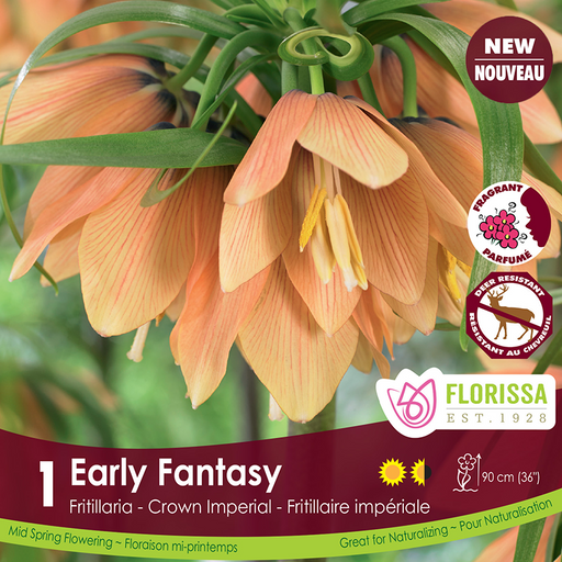 Fritillaria Imperialis - Early Fantasy