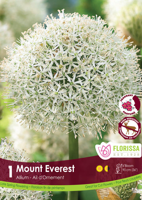 Allium Mount Everest